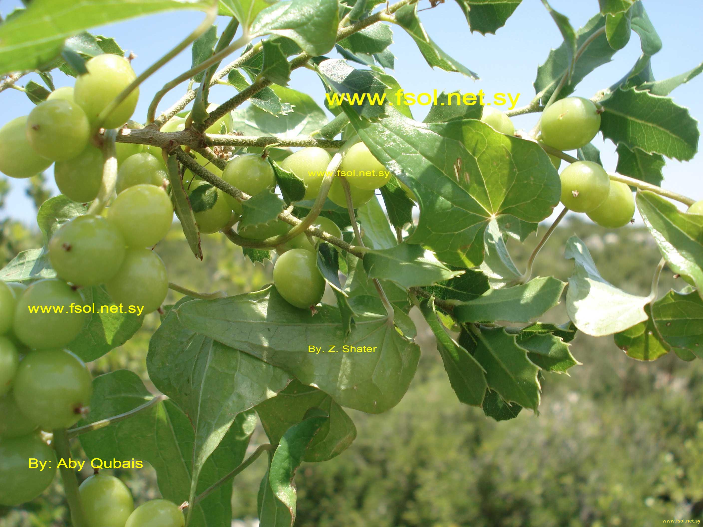 Tamus communis L.